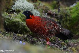 Bhutan's rich birdlife