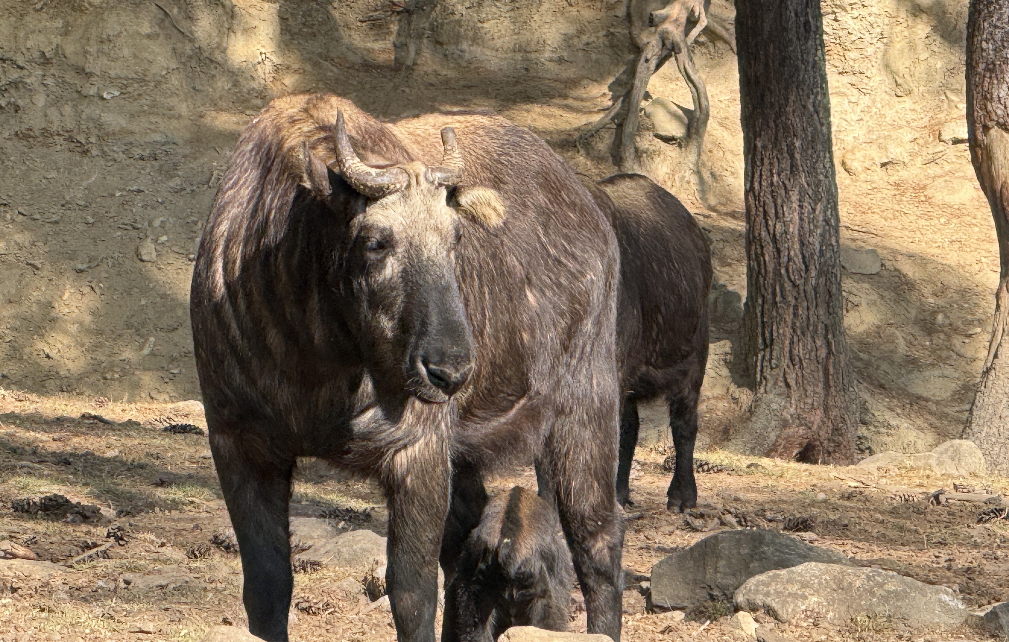 Wildlife and nature in Bhutan's forests