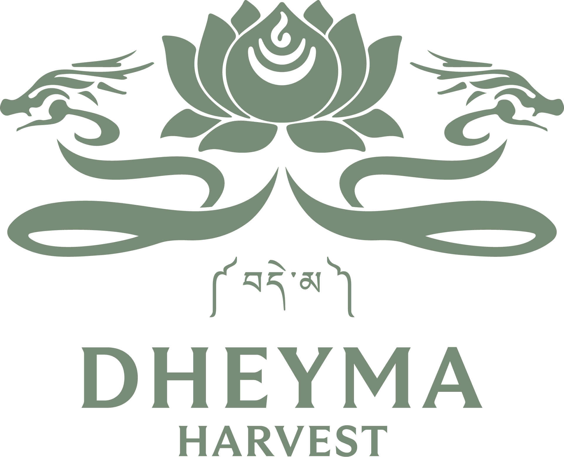 Dheyma Harvest
